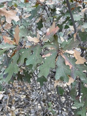 Quercus gravesii