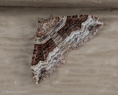 Xanthorhoe defensaria