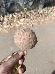 Hydnocarpus pentandrus