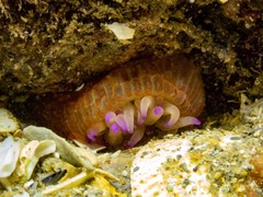 Epiactis australiensis