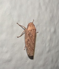 Curtara