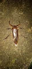 Lethocerus grandis