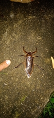 Lethocerus grandis