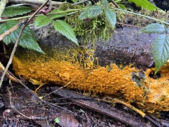 Badhamia utricularis