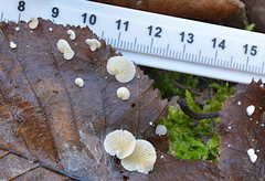 Crepidotus epibryus