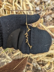 Diarrhena obovata