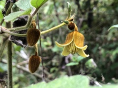 Clematis leschenaultiana
