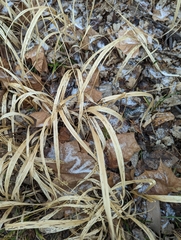 Diarrhena obovata