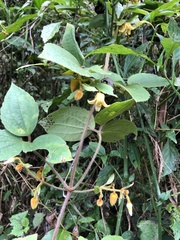 Clematis leschenaultiana