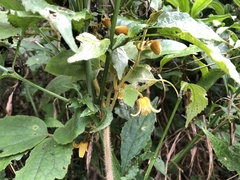 Clematis leschenaultiana