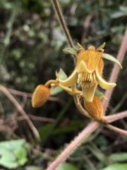Clematis leschenaultiana