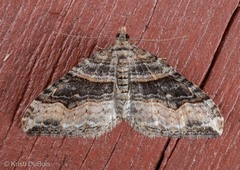 Xanthorhoe defensaria