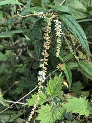 Buddleja asiatica