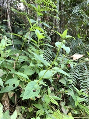 Scrophularia yoshimurae