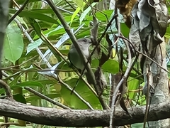 Pachycephala cinerea