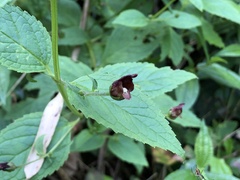 Scrophularia yoshimurae