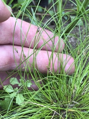 Eleocharis intermedia