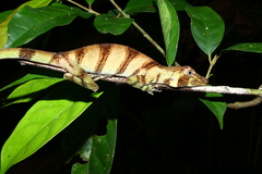 Anolis transversalis