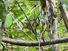 Pachycephala cinerea