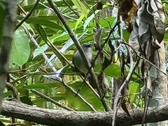 Pachycephala cinerea