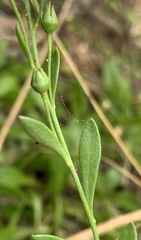 Samolus repens