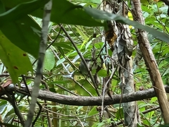 Pachycephala cinerea