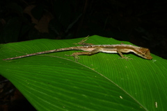Anolis trachyderma