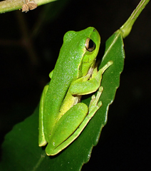 Ranoidea phyllochroa