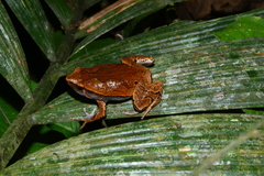 Hamptophryne boliviana