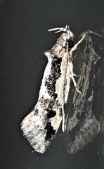 Machetis diamochla