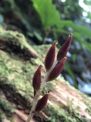 Odontochilus tashiroi