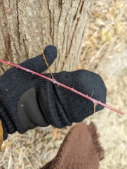 Rubus occidentalis
