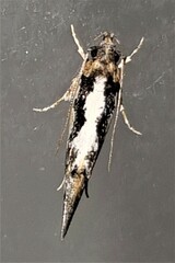 Machetis diamochla