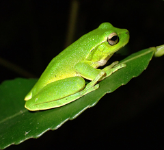 Ranoidea phyllochroa