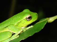 Ranoidea phyllochroa