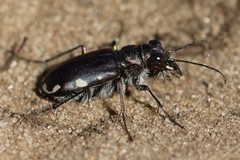 Cicindela scutellaris lecontei