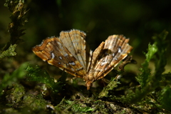 Musotima nitidalis