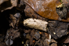 Leucotenes coprosmae