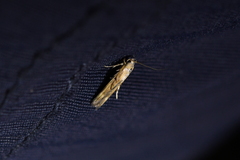 Stathmopoda horticola