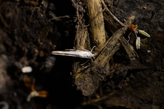 Stathmopoda plumbiflua