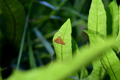 Udea notata