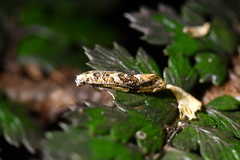 Eschatotypa derogatella