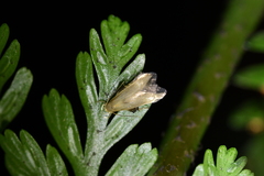 Thylacosceles acridomima