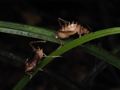 Hemiandrus pallitarsis