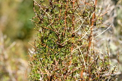 Coprosma rugosa