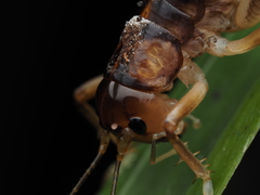 Hemiandrus pallitarsis