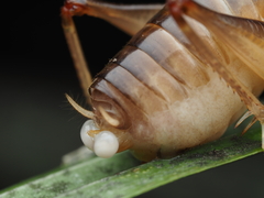 Hemiandrus pallitarsis