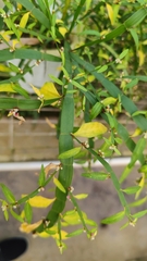 Muehlenbeckia platyclada
