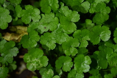 Hydrocotyle heteromeria