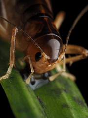 Hemiandrus pallitarsis